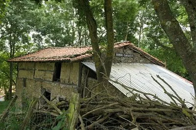 Altzagarate burni sagasti