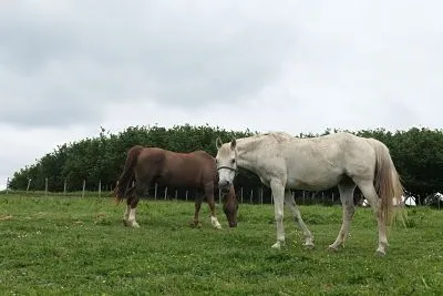 Altzagarate caballos