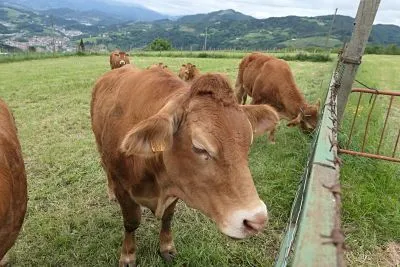 Altzagarate vacas