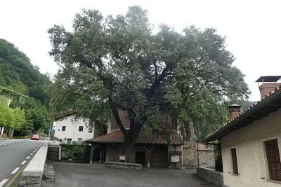 Encina centenaria en Alzaga